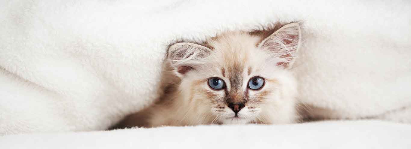 white cat with blue eyes peeking from behind fuzzy white covers